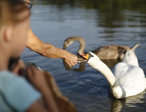 Discover the Benefits of Public Park Drinking Fountains